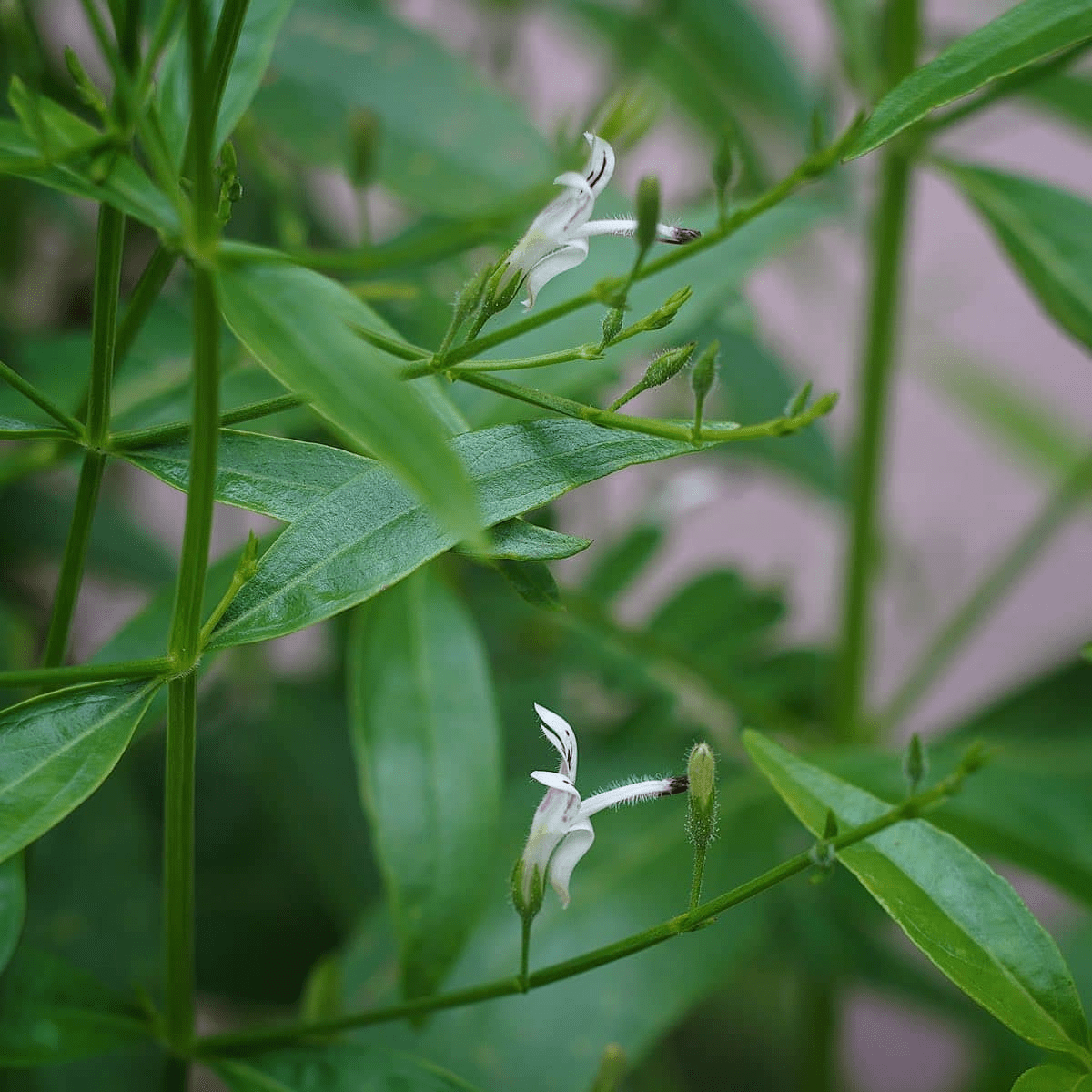 Green Chiretta