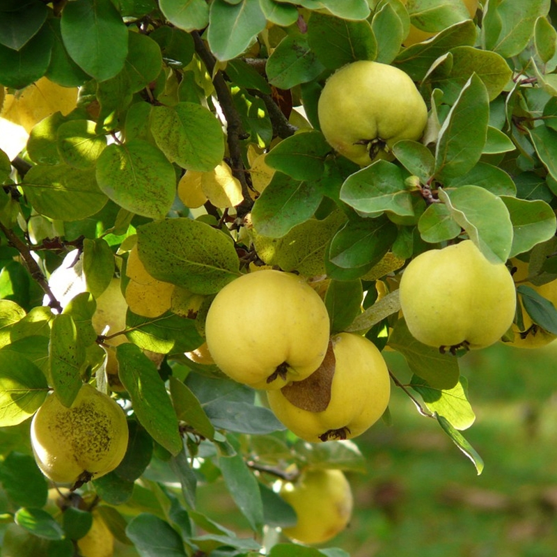 Quince