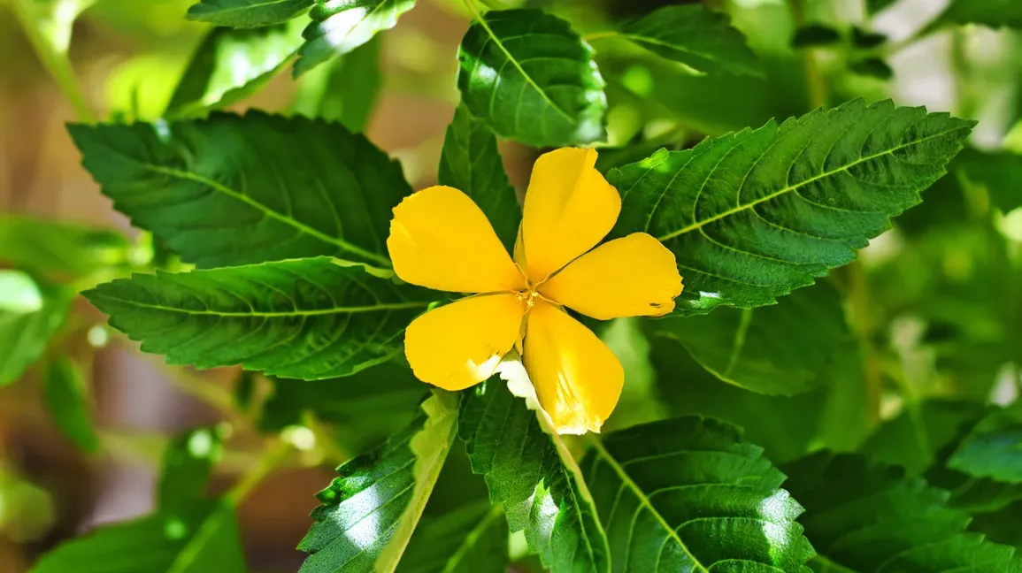 Damiana