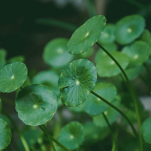 Gotu Kola