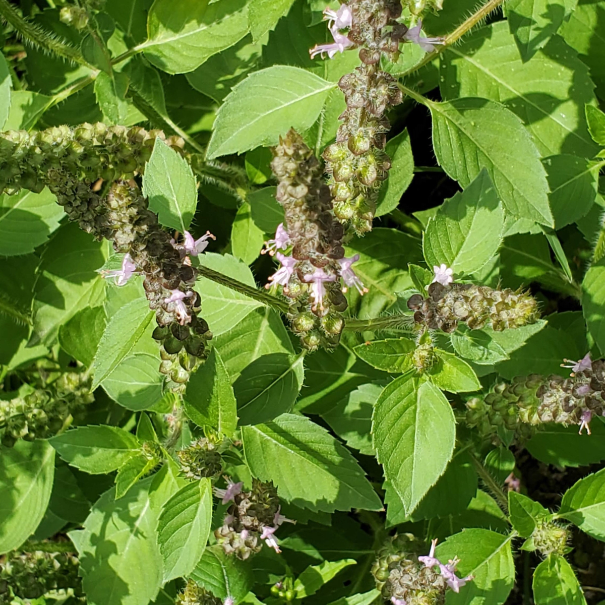 Tulsi