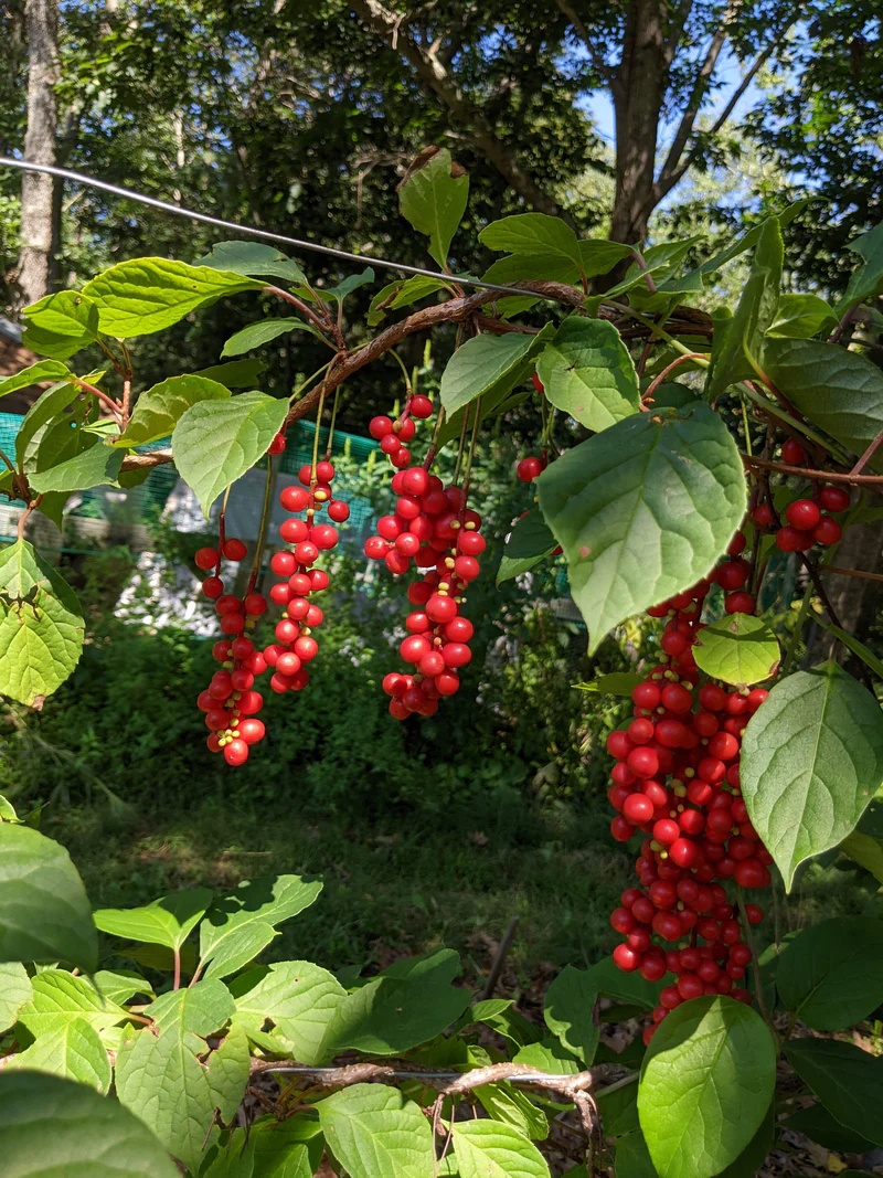 Schisandra