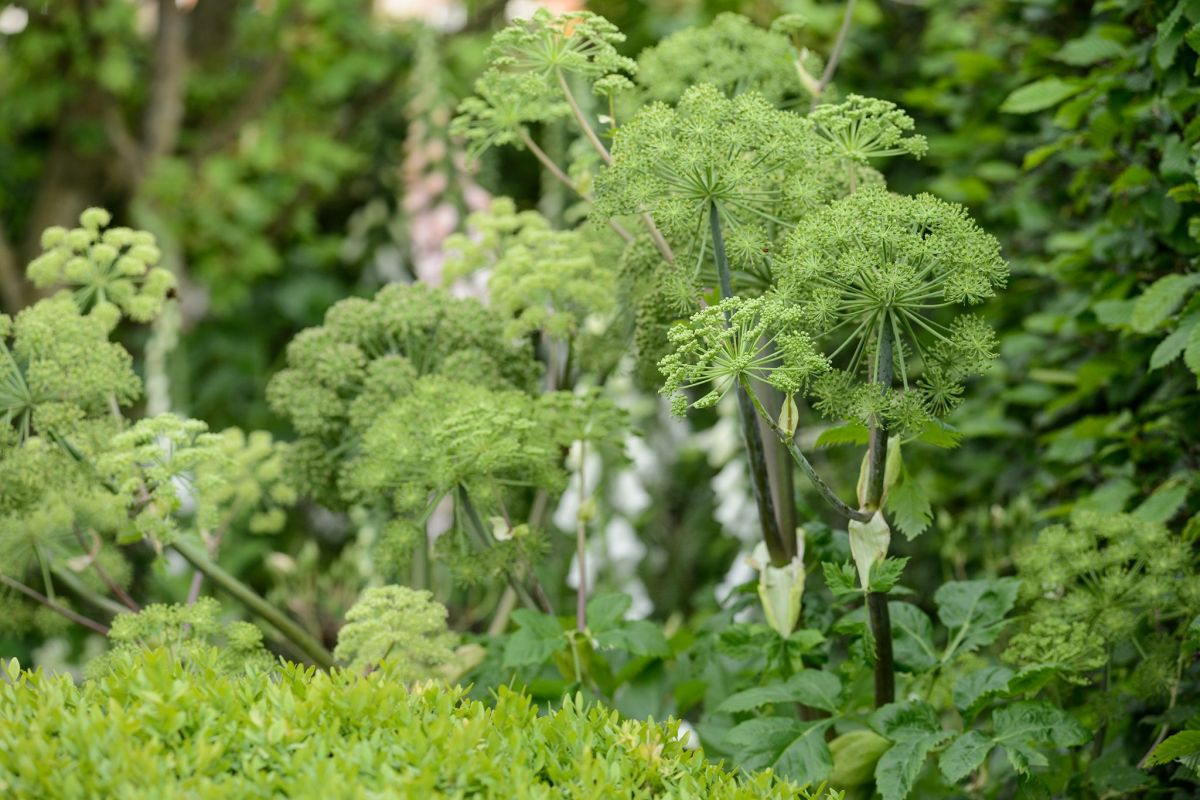 Angelica