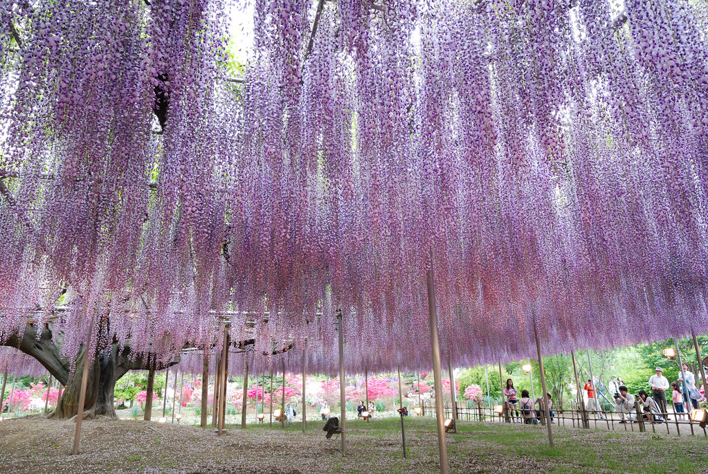 Japanese Wisteria