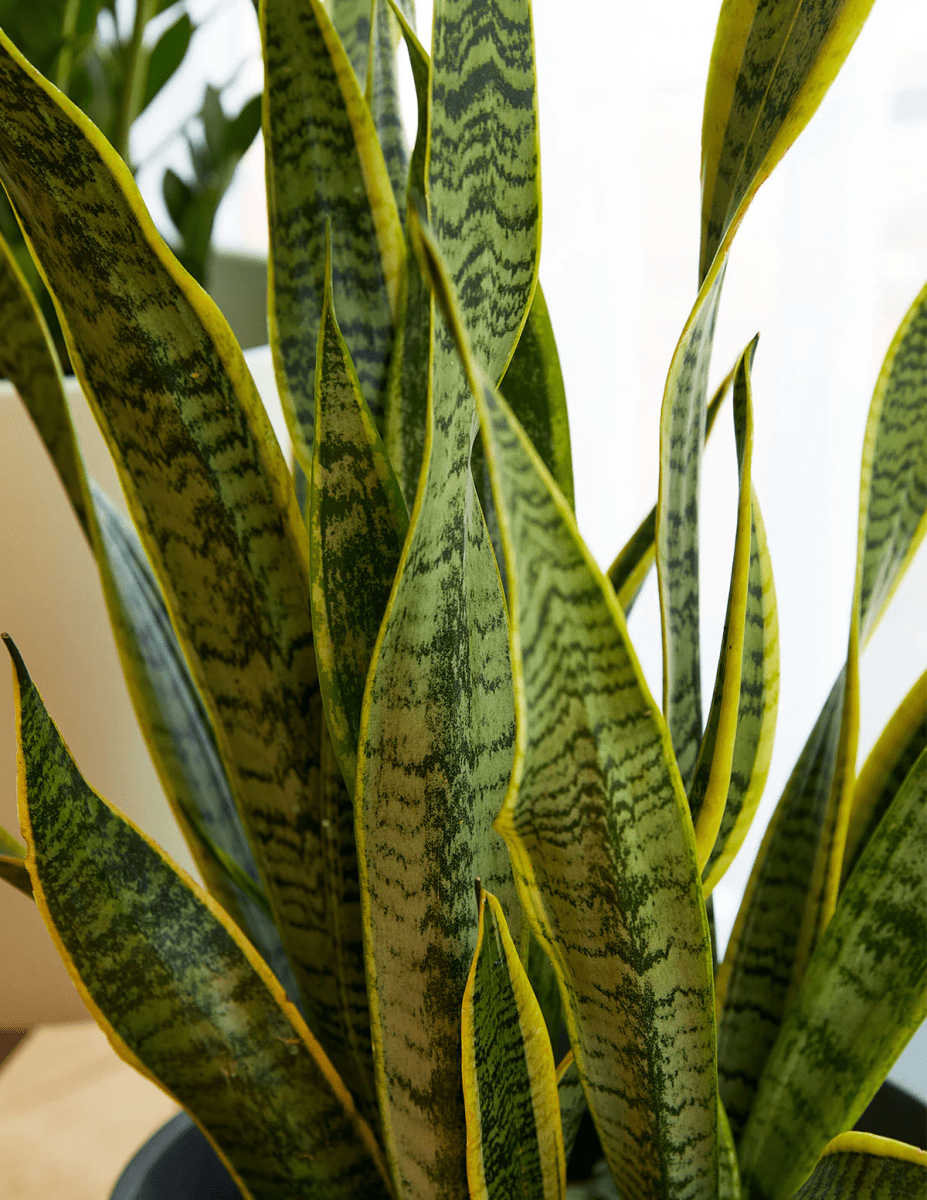 snake plant