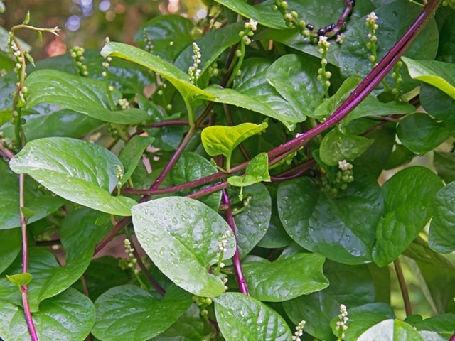 Malabar Spinach