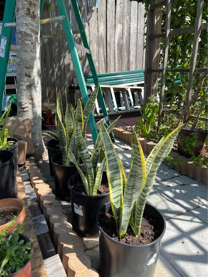 Snake Plant
