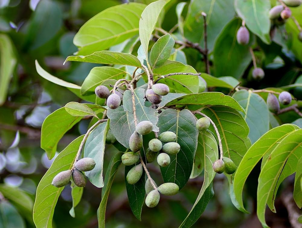 Myrobalan