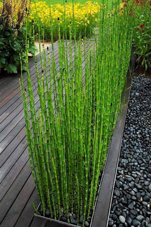 Horsetail