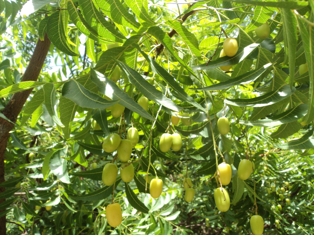 Neem