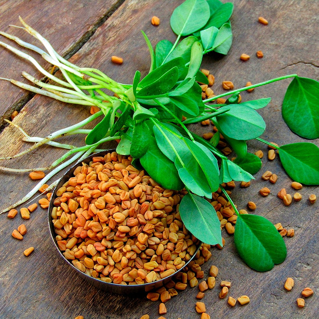 Fenugreek