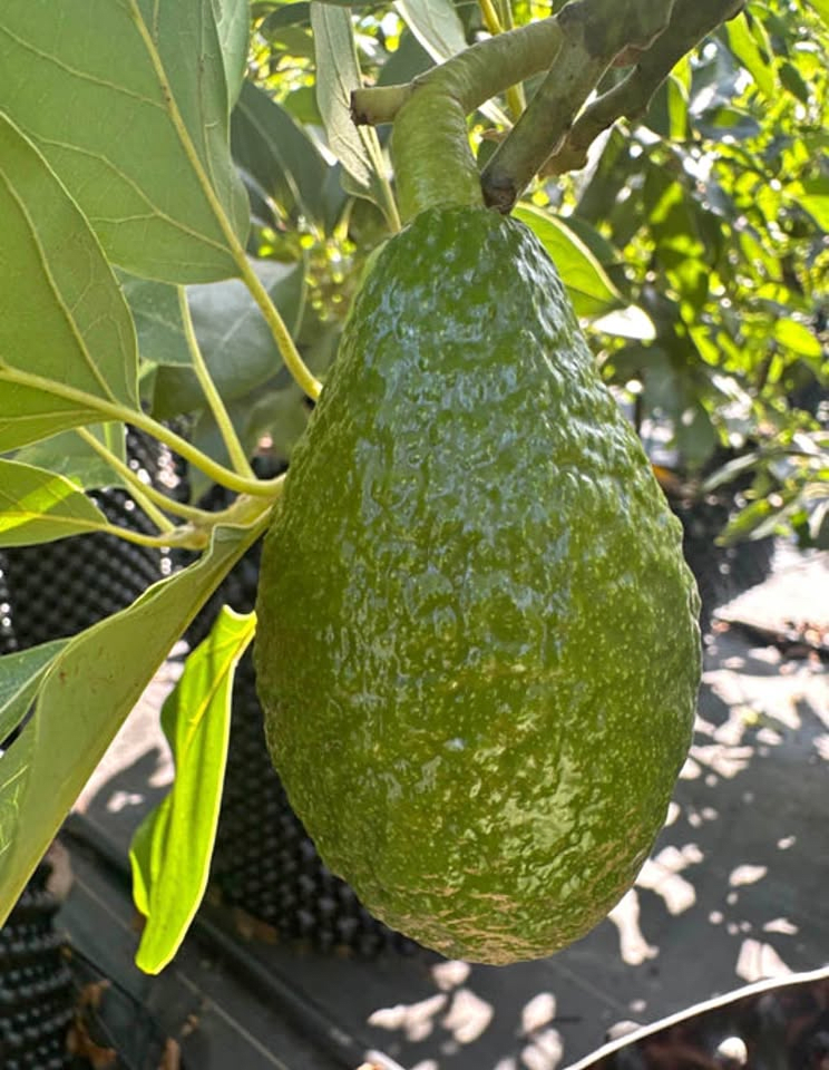 Avocado
