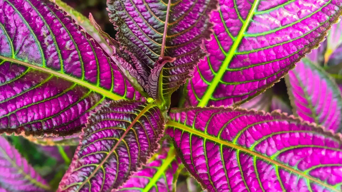Persian Shield