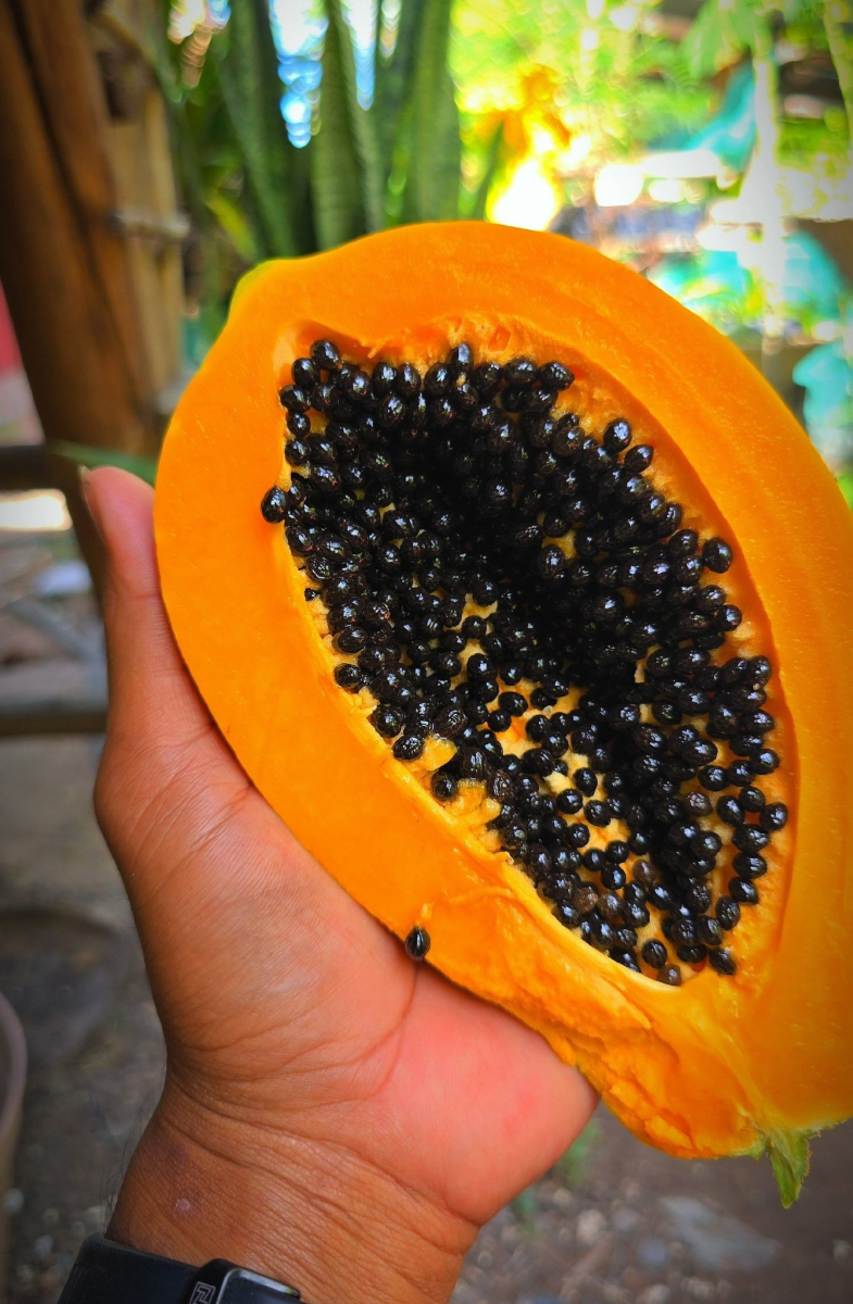 Papaya