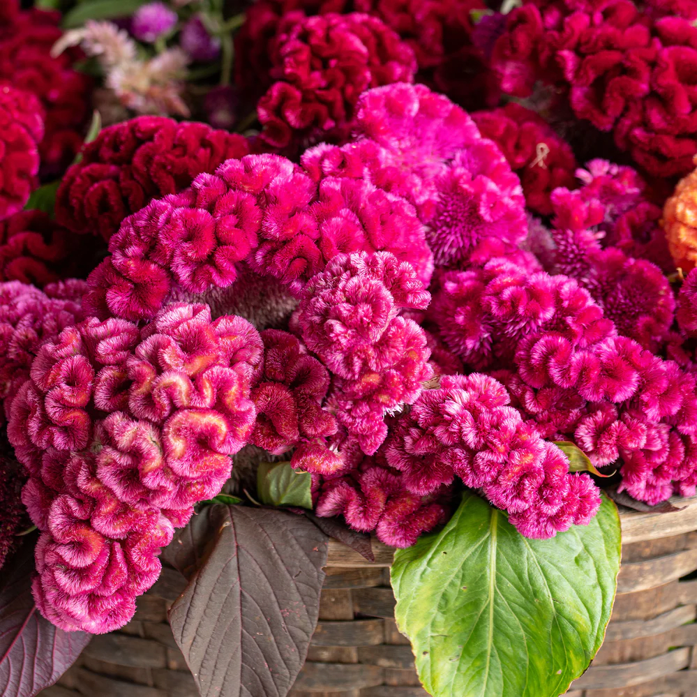 Celosia