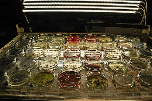 Blood Rain Algae