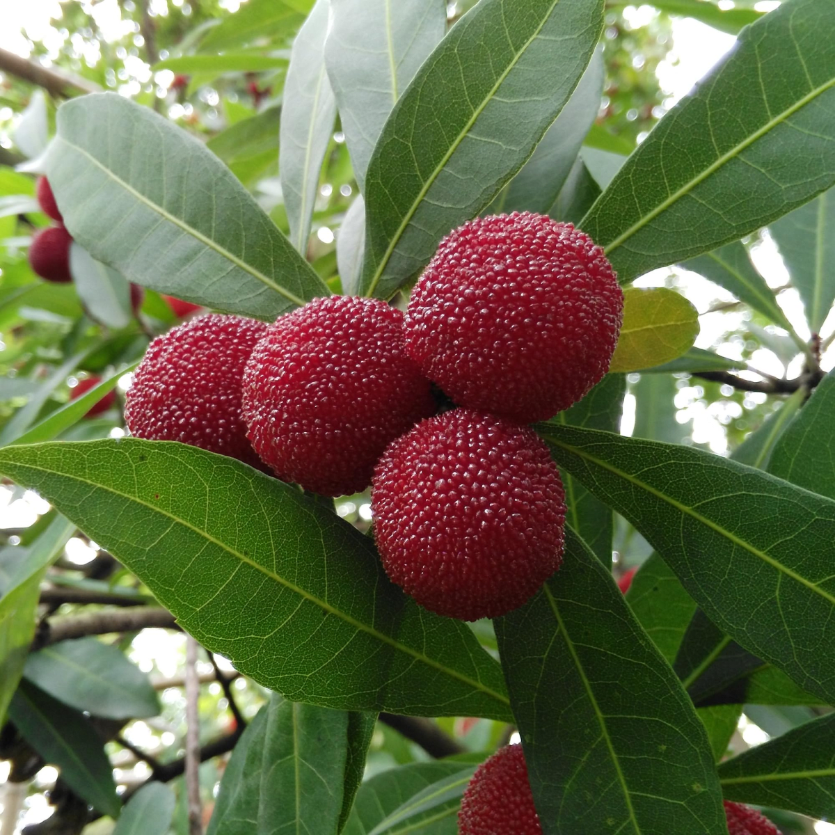 Chinese Bayberry