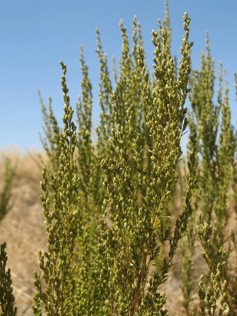Levant Wormseed