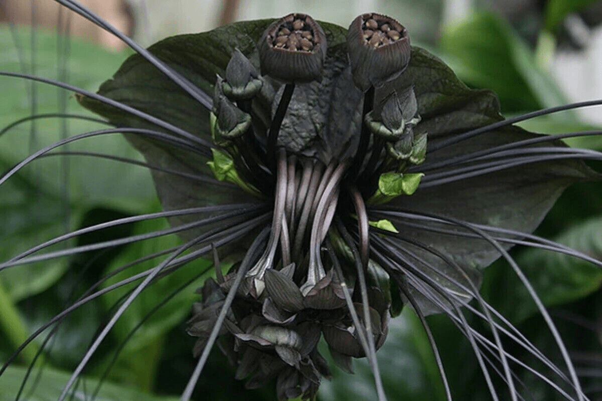 black bat flower