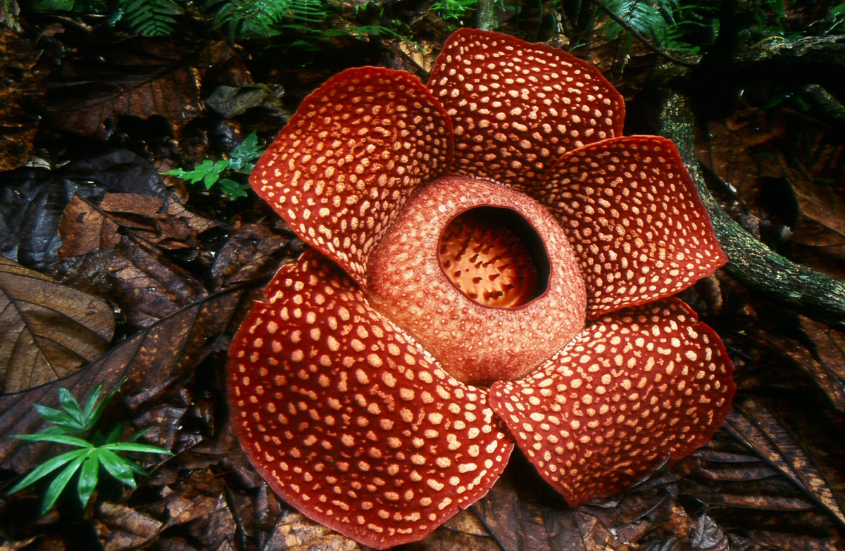 Stinking Corpse Lily