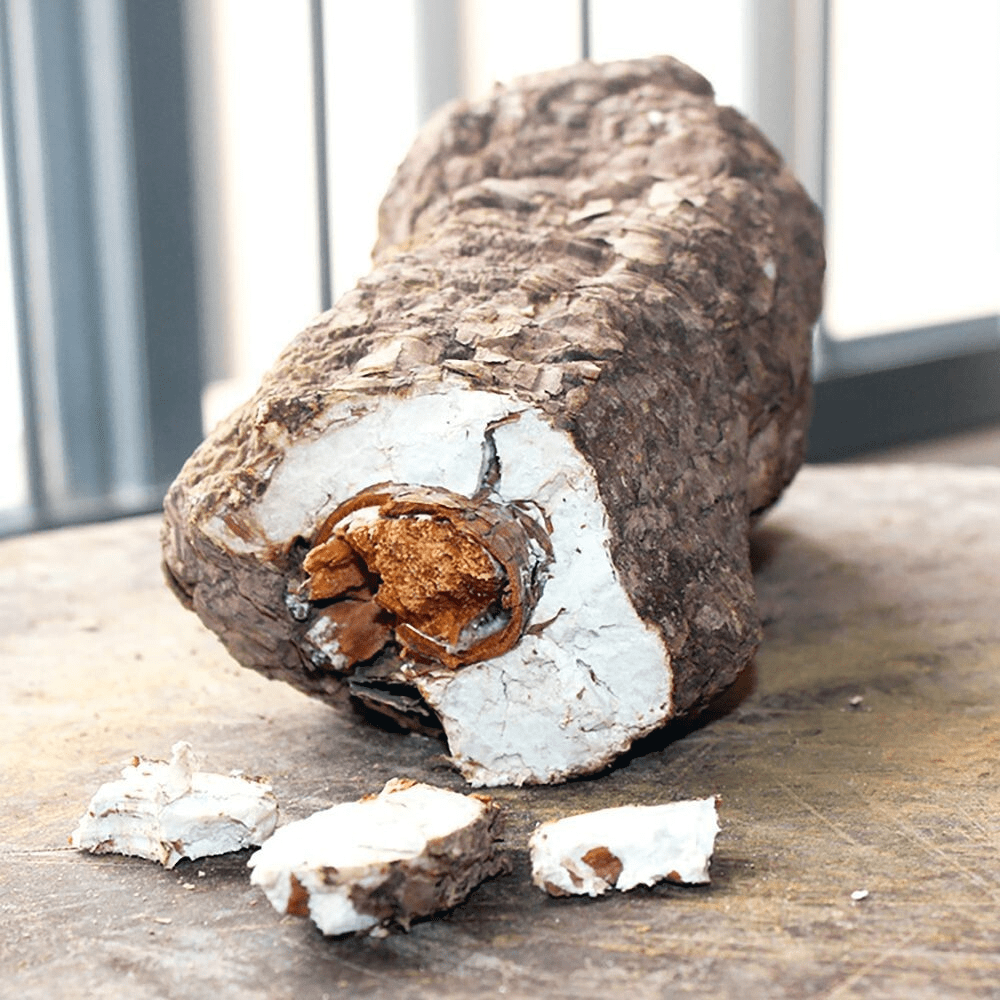Poria cocos