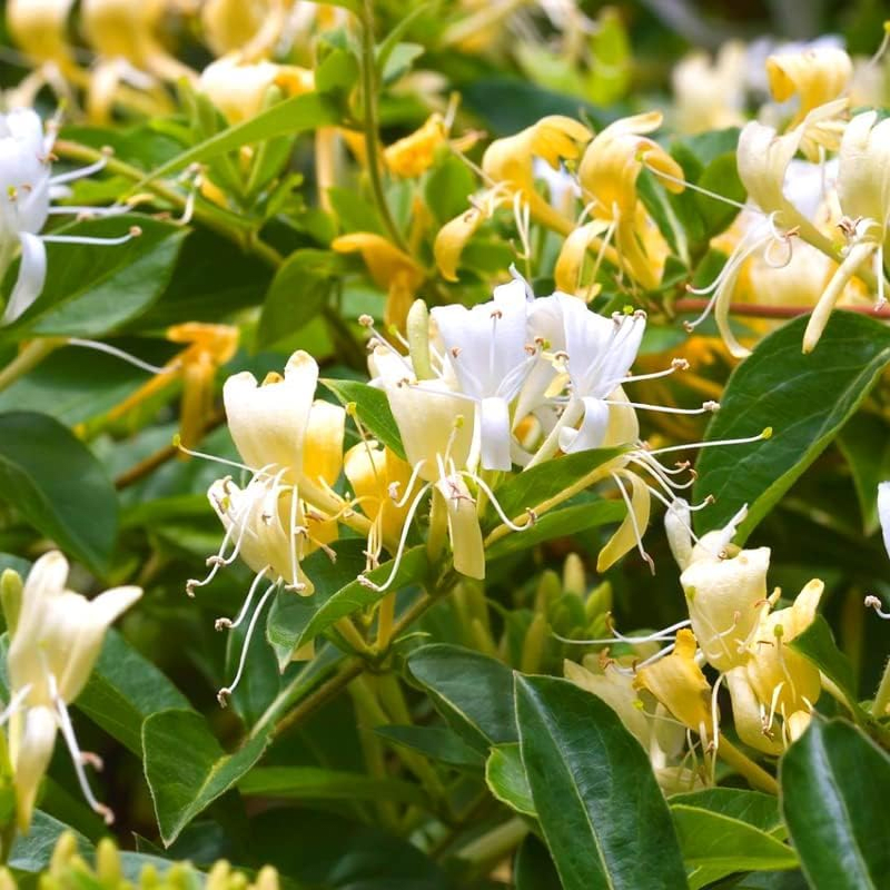 Japanese Honeysuckle