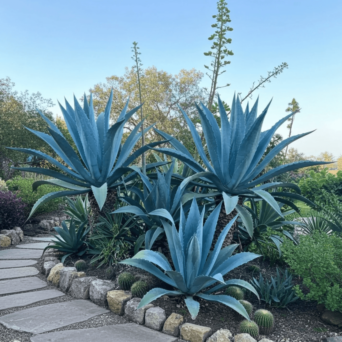 Blue Agave