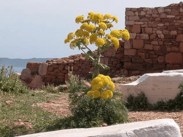Silphium