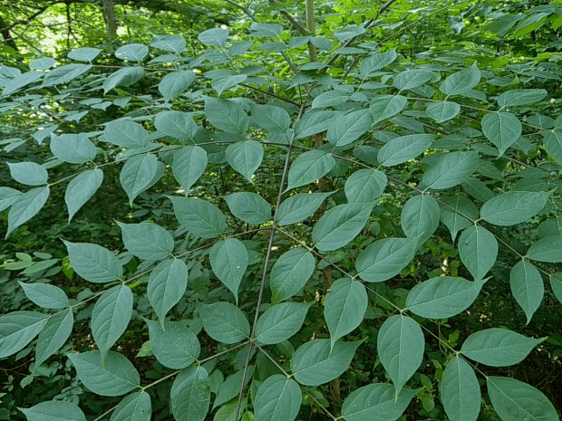 Devil's Walkingstick