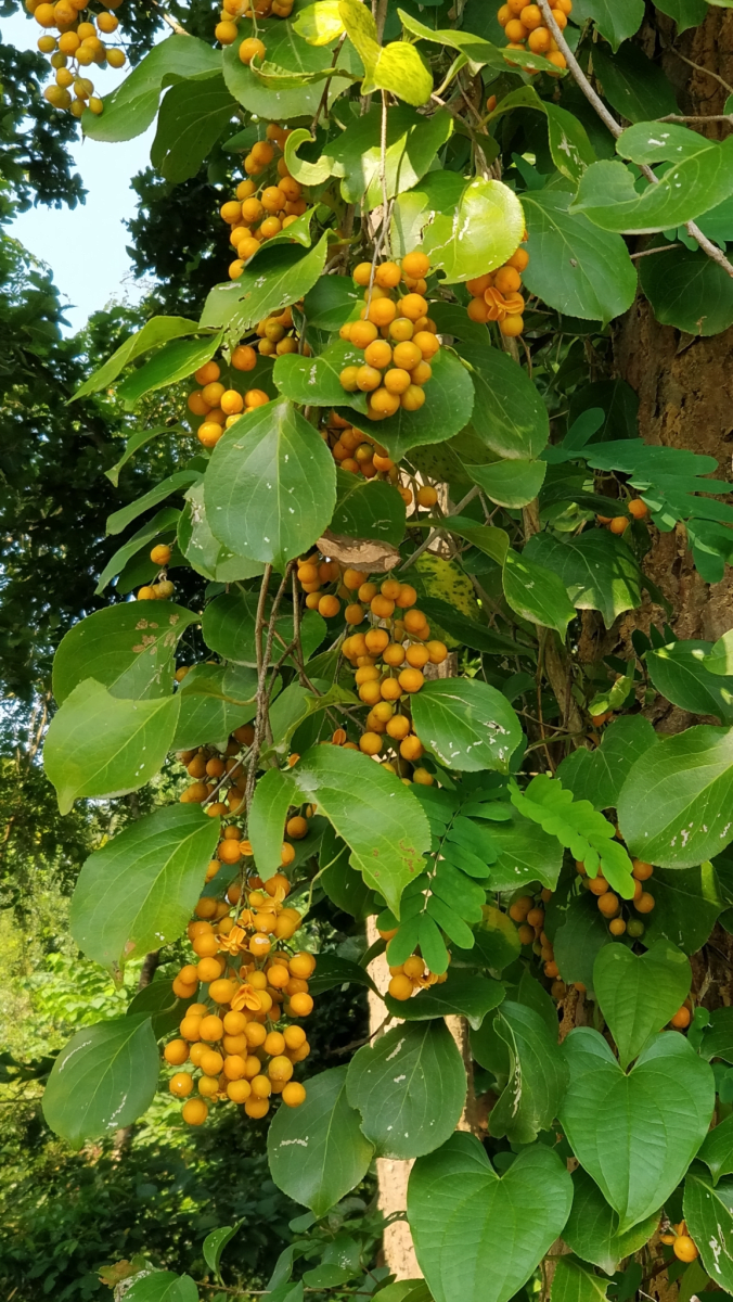Intellect Plant