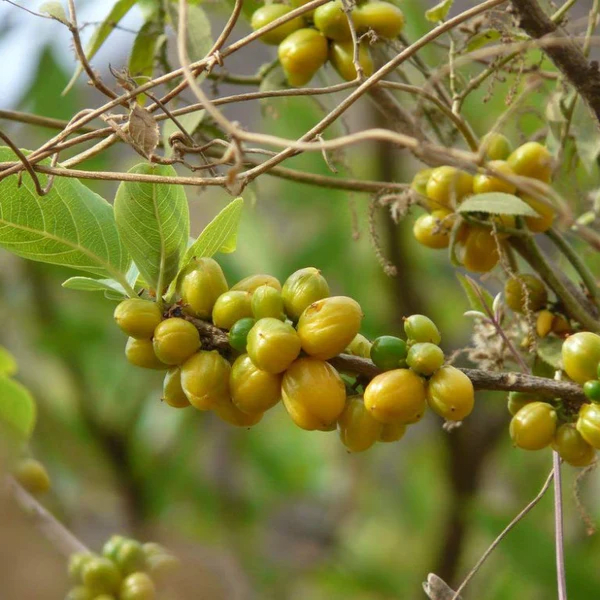 Salacia Oblonga