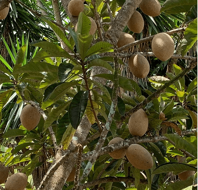 Mamey Sapote
