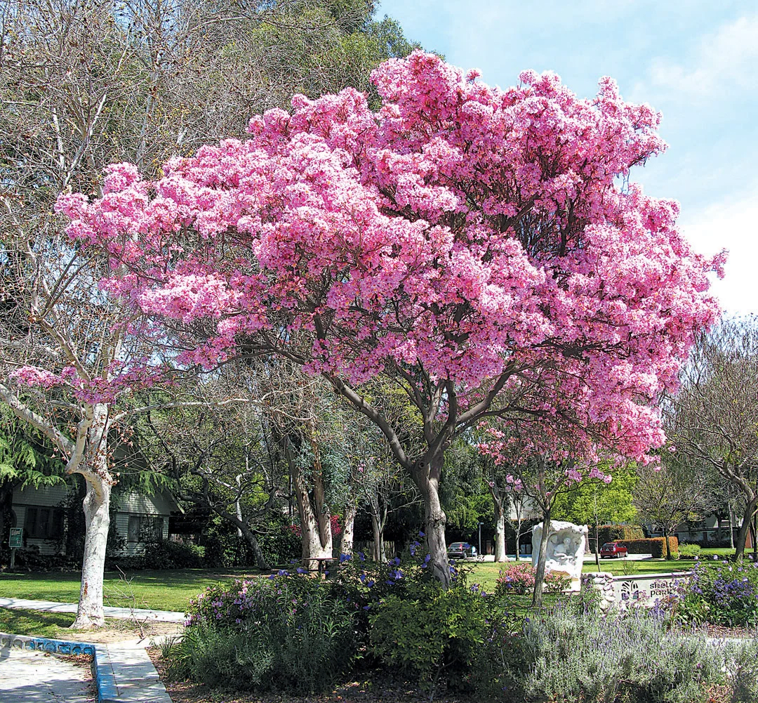 Pink Trumpet Tree