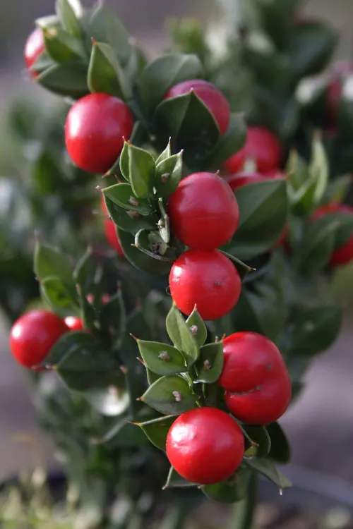 Butcher's Broom