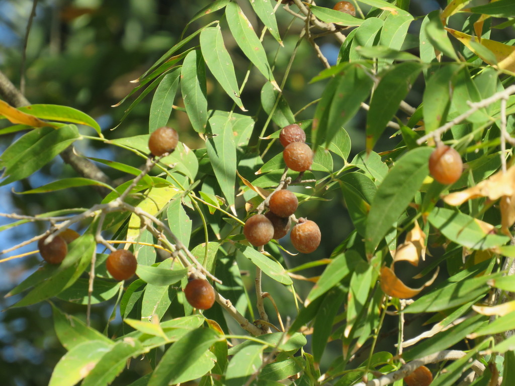 Soapberry