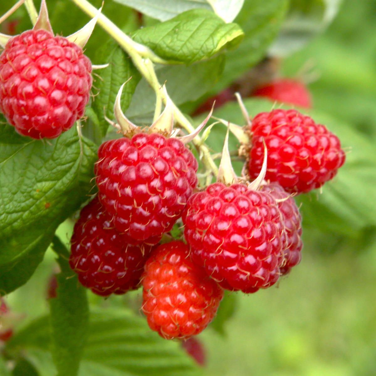 Raspberry