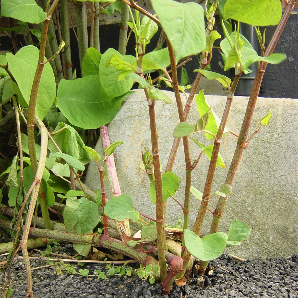 Japanese Knotweed