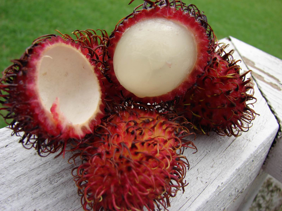 Rambutan