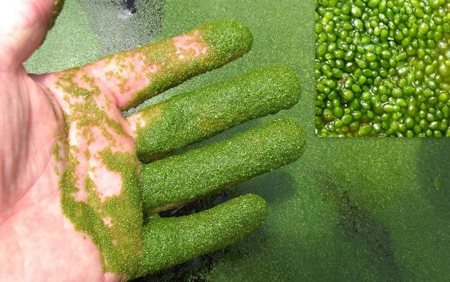 Mankai Duckweed