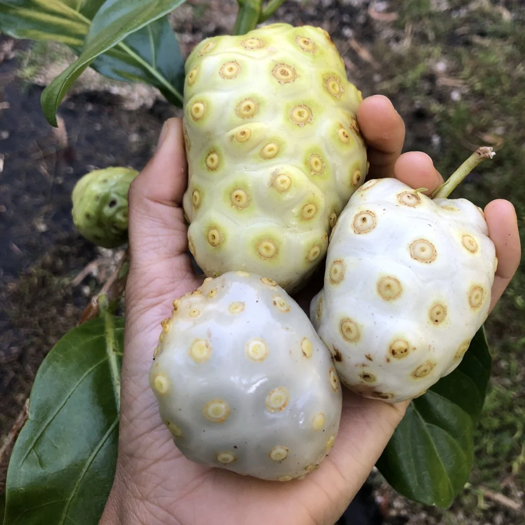 Noni