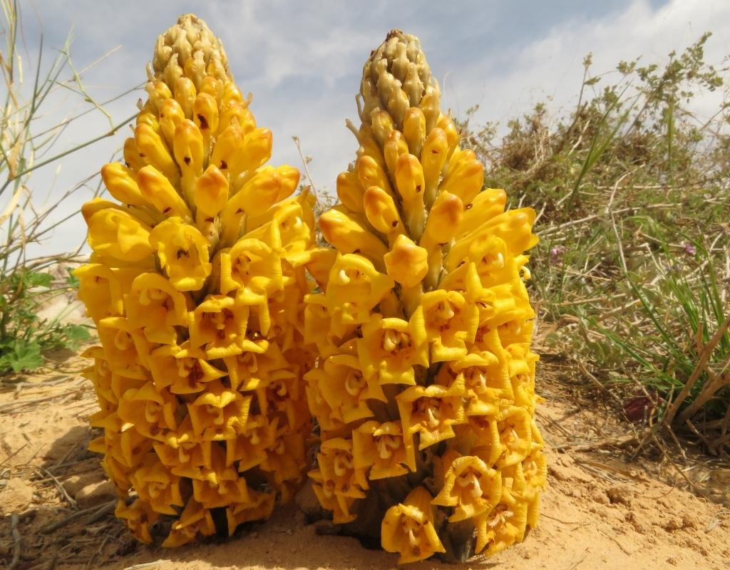Desert hyacinth