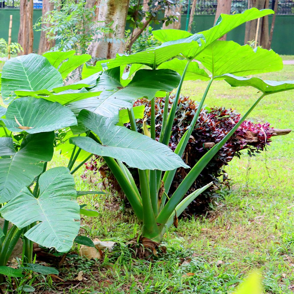 Taro