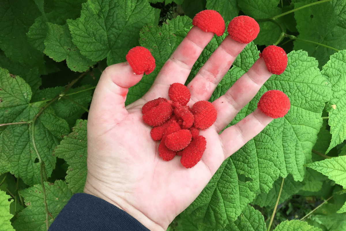 Thimbleberry