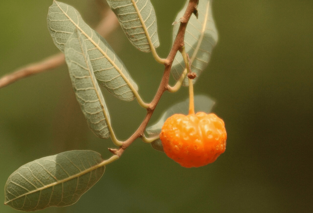 Mama Cadela