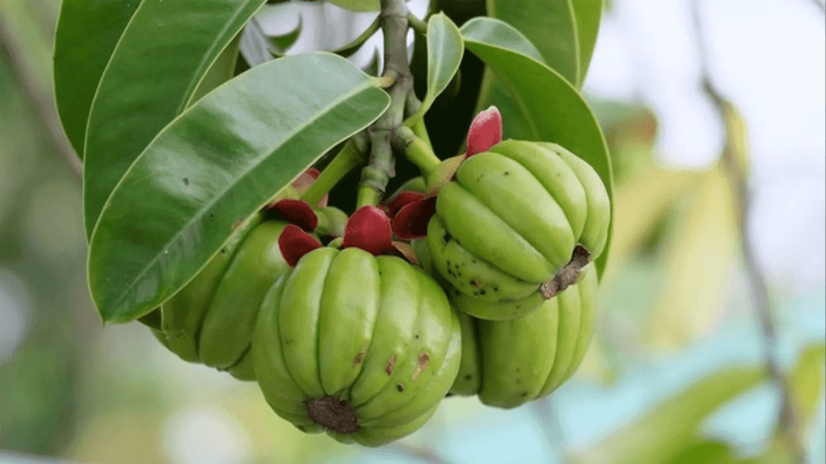 Malabar Tamarind