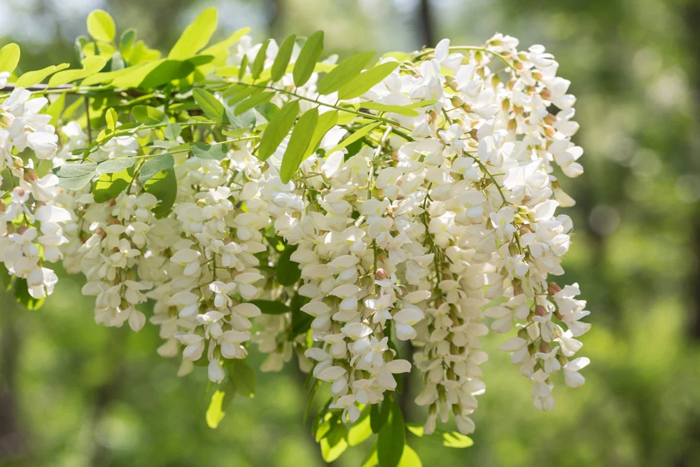 Japanese pagoda tree