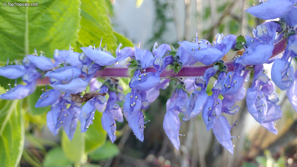 Woolly Plectranthus