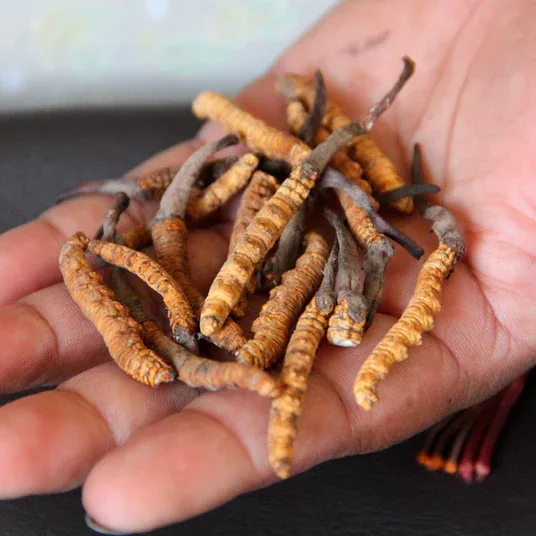 Cordyceps