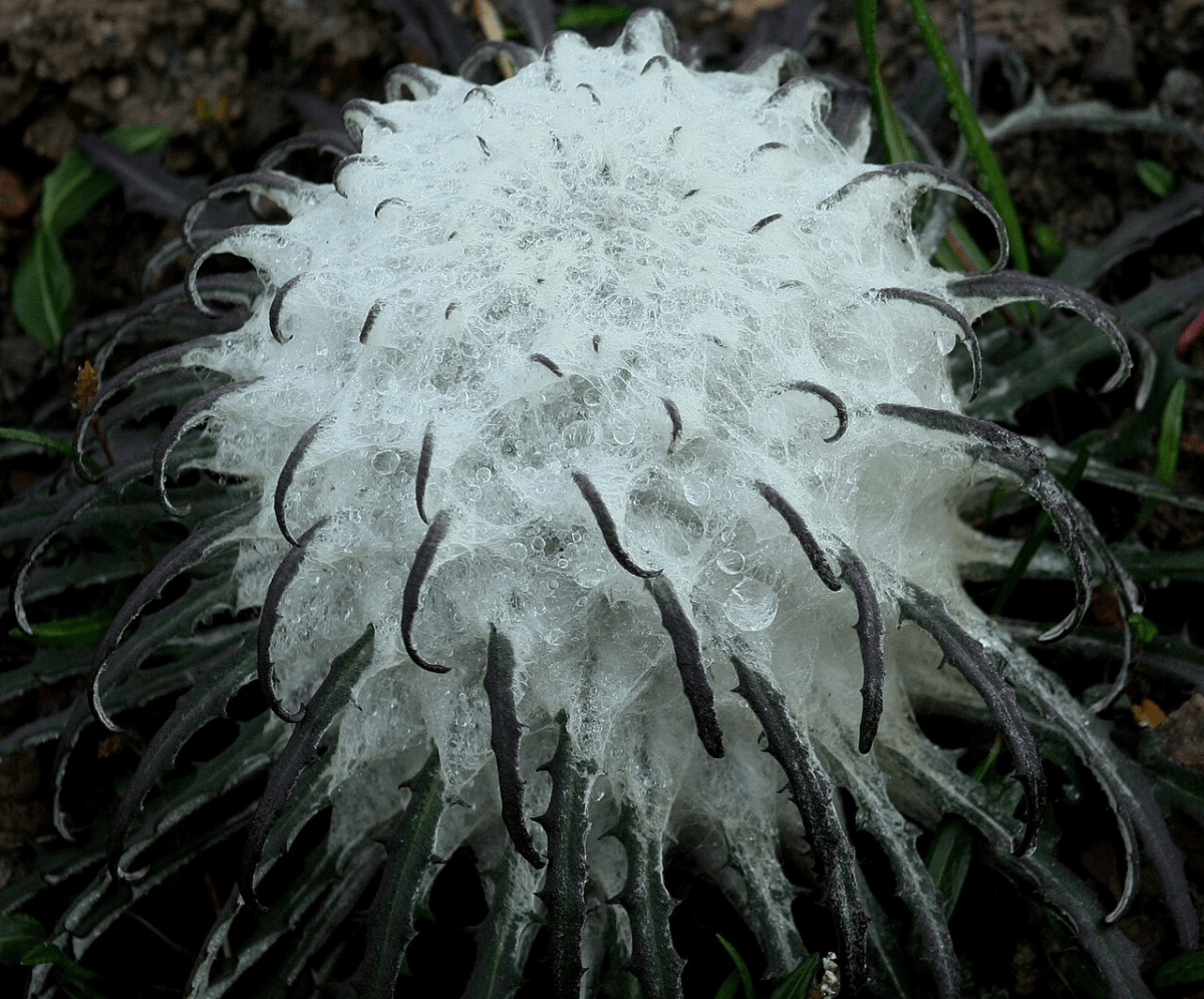 Snow Lotus