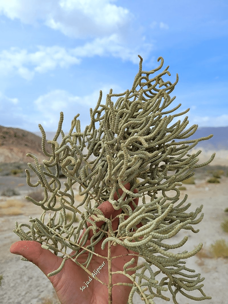 Halostachys caspica